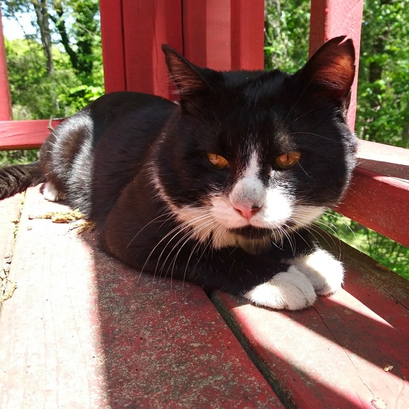 Meet your Posher, Theodore - Picture 1 of 1